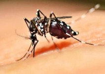 Waspada Gigitan Nyamuk yang Bisa Menyebabkan Malaria, Begini Cara Melindungi Diri