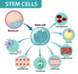 Manfaat Stem Cell Untuk Perawatan dan Kecantikan Muka 