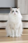 Kucing ini Mempunyai Mata Biru yang Indah, kenali 6 Ciri-ciri Kucing Birman