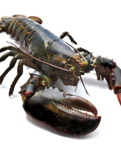 Ini dia Cara Budidaya Lobster, pake Air Tawar yang Benar